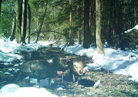 03172018_turkeys_warming.jpg