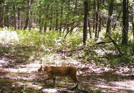 052418_bobcat_on_prowl.jpg