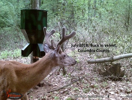 07052018_velvet_buck_cc.jpg