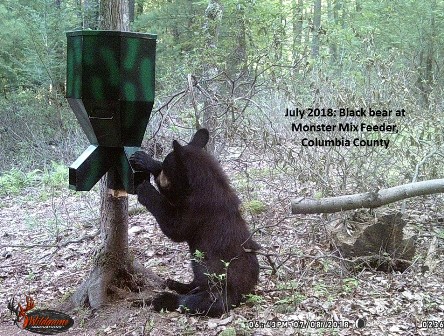 07082018_black_bear_cc.jpg