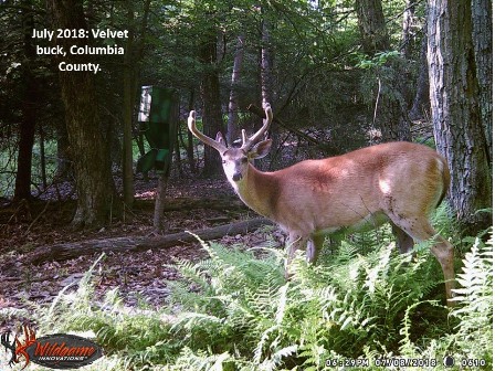 07082018_velvet_buck_cc.jpg