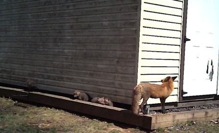 041019_home_fox_family.JPG