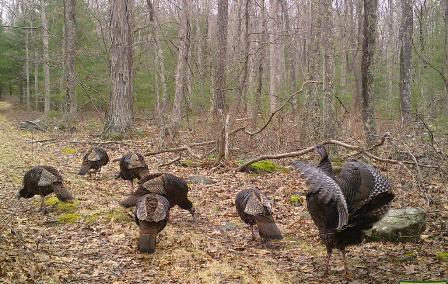 02012020_lots_of_turkeys.jpg