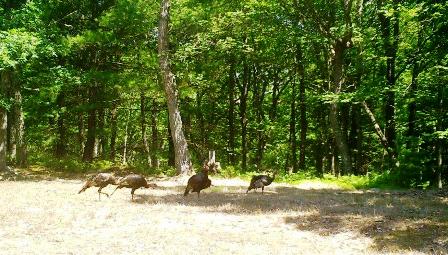 0718202_turkeys_staying-cool.jpg