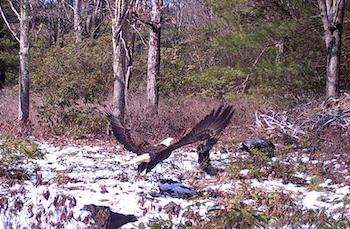 032222_Eagles_in_action.jpg