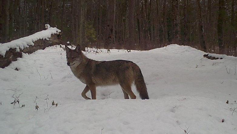 03112023_majestic_coyote.jpeg