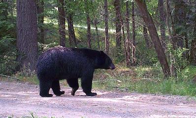 061023_one_huge_bear.jpg