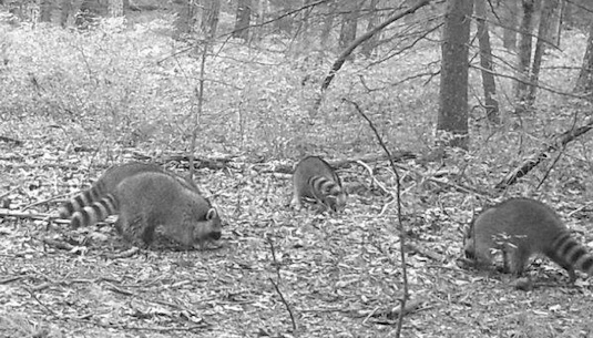 10042023_busy_raccoons.jpg