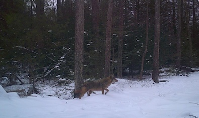 01222024_winter_coyote.jpg