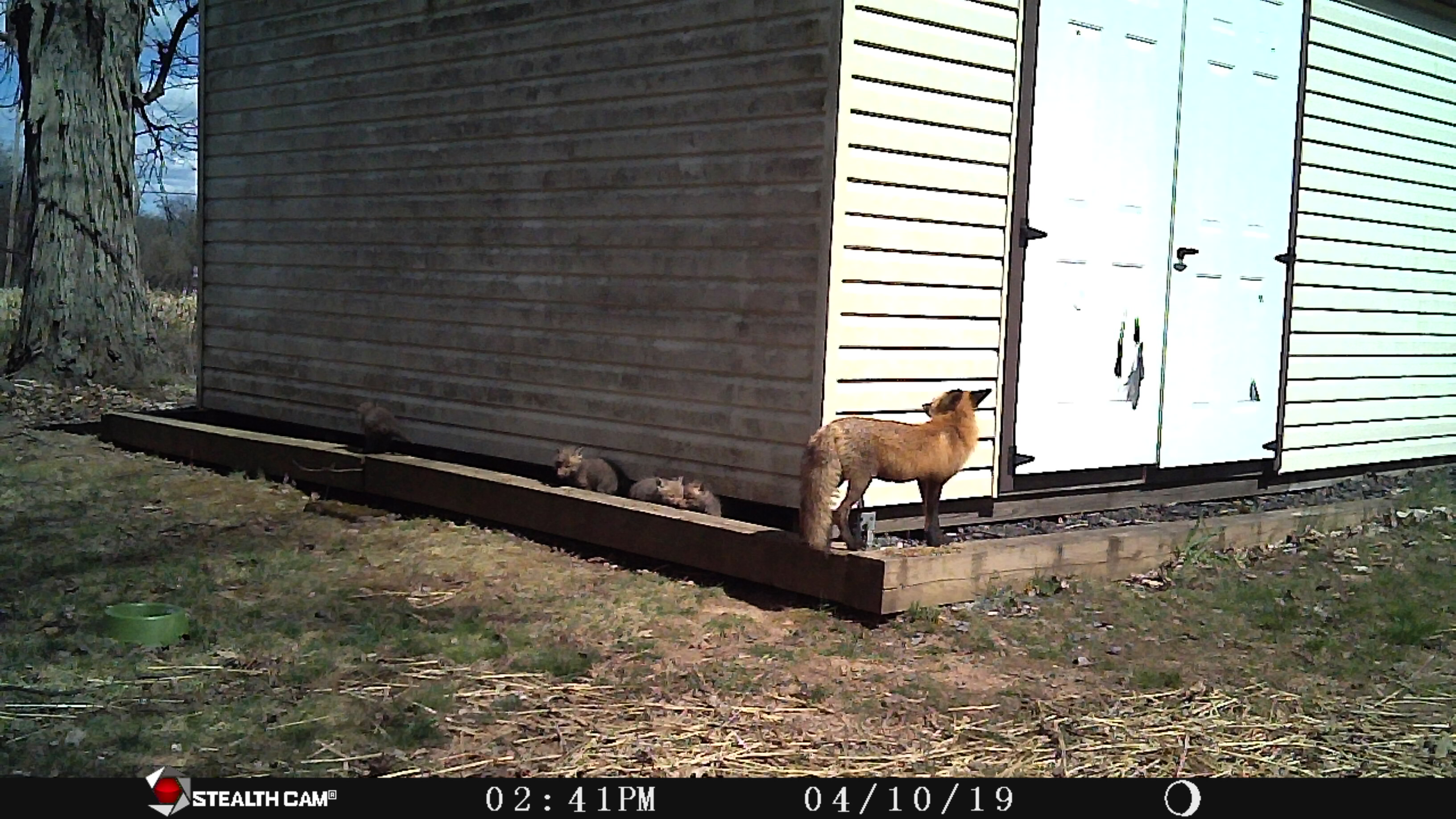 041019_home_fox_family.JPG